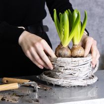 Artikel Theekopje van natuurlijk materiaal met een rustieke uitstraling, perfect voor een exclusieve interieurdecoratie (13 cm).
