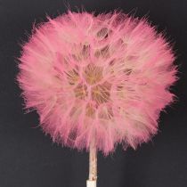 Artikel Grote gedroogde paardenbloemdecoratie, elegant woonaccessoire, 12 cm, 4 stuks