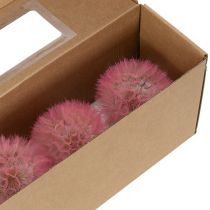 Artikel Grote gedroogde paardenbloemdecoratie, elegant woonaccessoire, 12 cm, 4 stuks