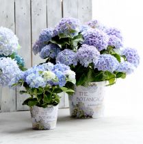 Artikel Plantenbak kunststof hortensia bloempot Ø13,5cm H12cm