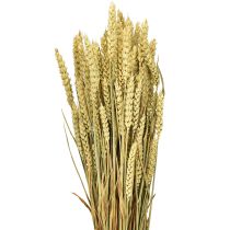 Artikel Tarwebos natuurlijke decoratieve tarwe 1 bos 150g