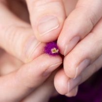 Artikel Paars wollen koord, 55 meter decoratief touw voor bloemschikken en knutselprojecten.