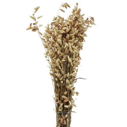 Floristik24 Trillend Gras Gedroogde Bloemen Groen Natuurlijk Briza 60cm 100g