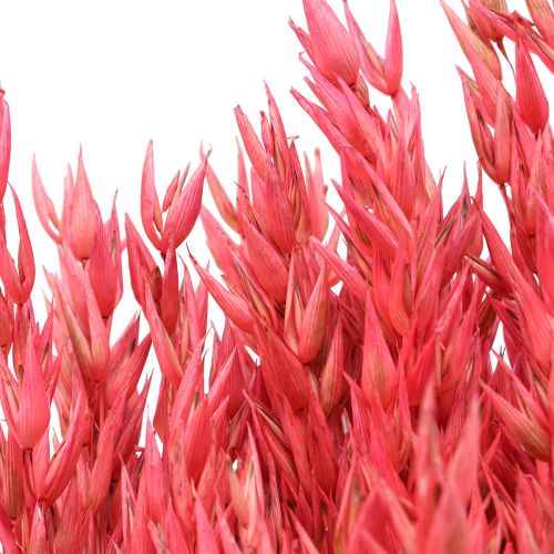 Artikel Droogbloemen, haver gedroogd graan decoratief roze 65cm 160g