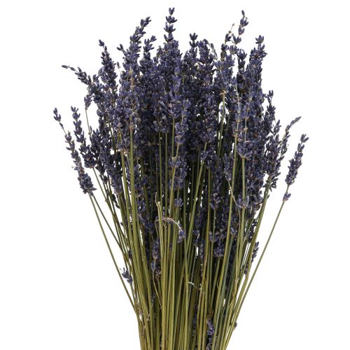 Floristik24 Gedroogde Lavendel Bos, Gedroogde Bloem Lavendel Blauw 38-40cm 90g
