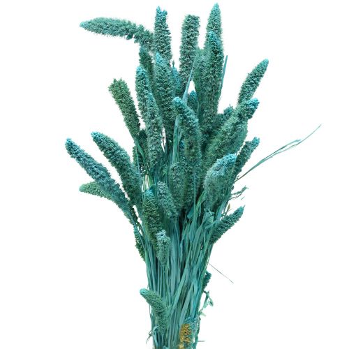 Droogbloemen, Setaria Pumila, gierstblauw 65cm 200g