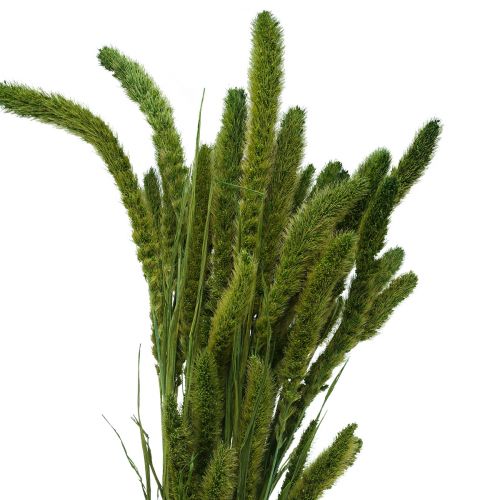 Floristik24 Droogbloemen, Setaria Pumila, borstelgierstgroen 75cm 170g