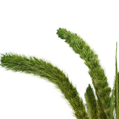 Artikel Droogbloemen, Setaria Pumila, borstelgierstgroen 75cm 170g