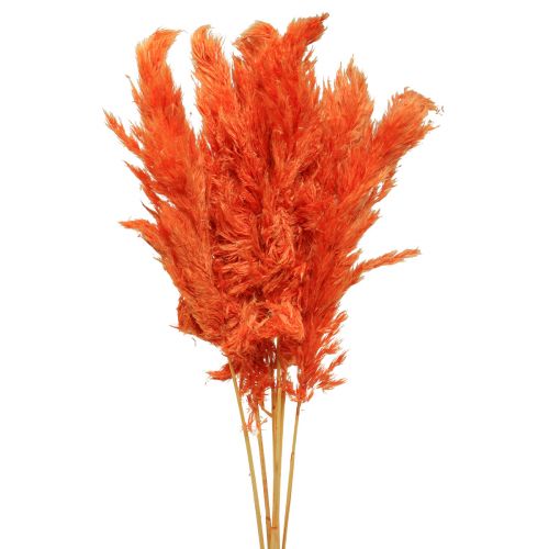 Floristik24 Pampasgras decoratie gedroogd oranje droge bloemisterij 72cm 6 st