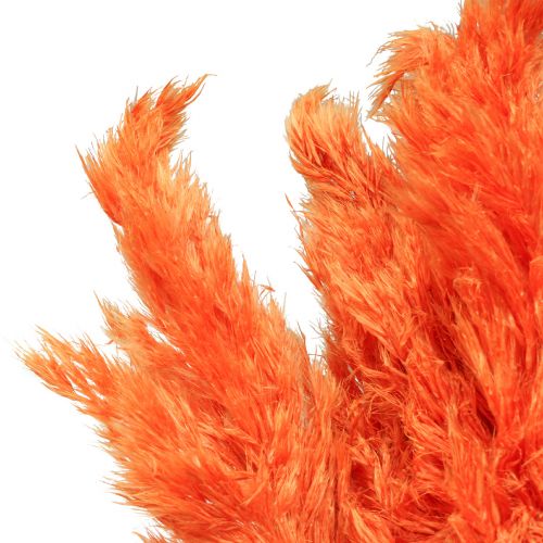 Floristik24 Pampasgras decoratie gedroogd oranje droge bloemisterij 72cm 6 st