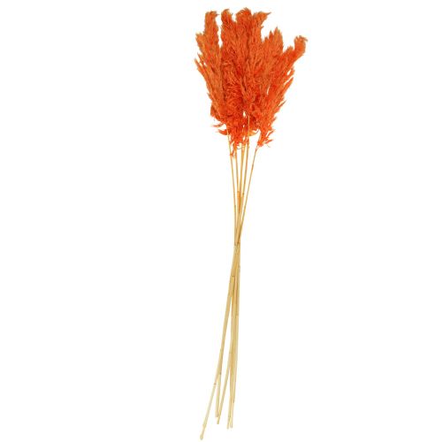 Floristik24 Pampasgras decoratie gedroogd oranje droge bloemisterij 72cm 6 st