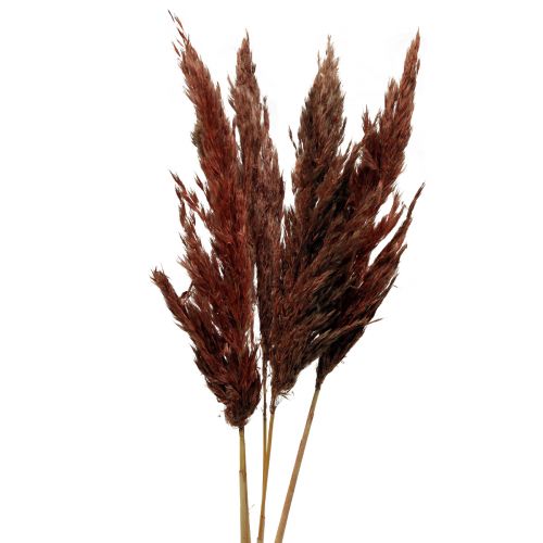 Floristik24 Pampasgras decoratie gedroogd roodbruin droge bloemisterij 70cm 6 st