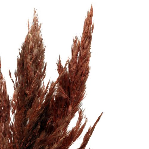 Artikel Pampasgras deco gedroogd rood bruin droog floristiek 70cm 6st