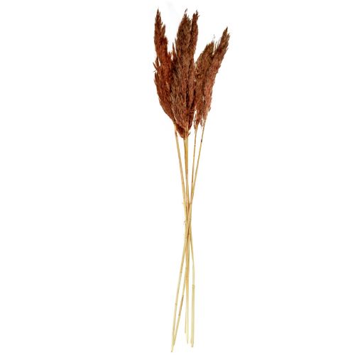 Floristik24 Pampasgras decoratie gedroogd roodbruin droge bloemisterij 70cm 6 st