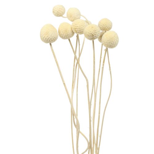 Floristik24 Droogbloemen Craspedia gedroogd, drumsticks gebleekt 60cm 10 st
