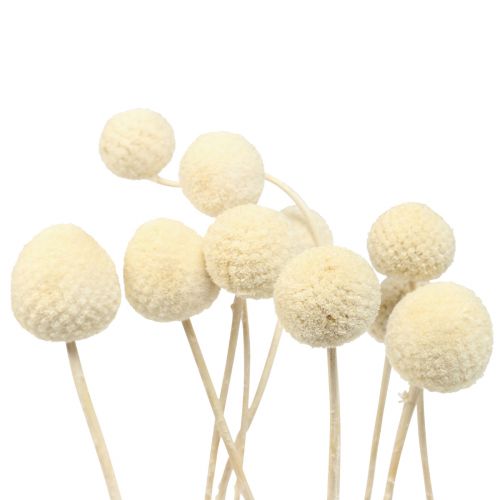 Artikel Droogbloemen Craspedia gedroogd, drumsticks gebleekt 60cm 10 st