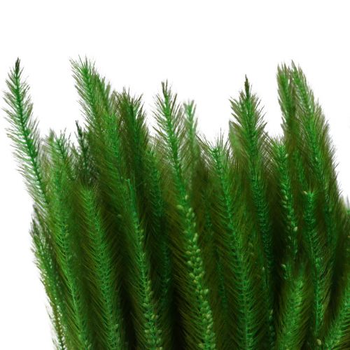 Artikel Groene borstelgierst Setaria viridis droog gras 52cm 28g