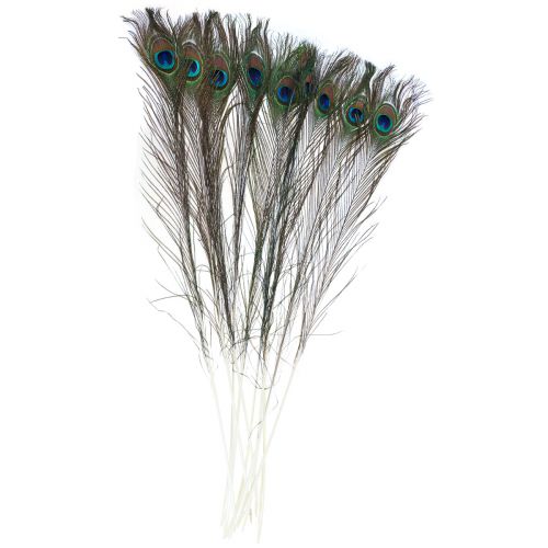 Pauwenveer sierveren voor het knutselen van vogelveren H78cm 10 stuks