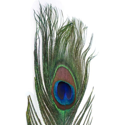 Pauwenveer sierveren voor het knutselen van vogelveren H78cm 10 stuks