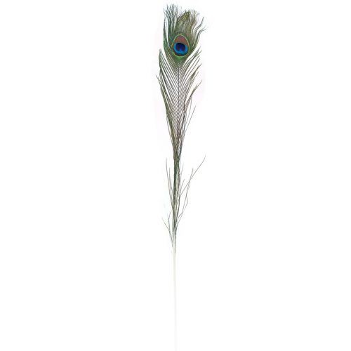 Floristik24 Pauwenveer sierveren voor het knutselen van vogelveren H78cm 10 stuks