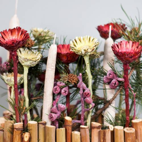 Artikel Compacta rozet rood 40 st