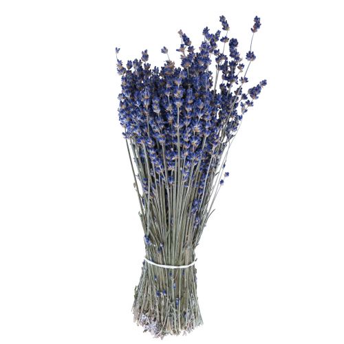 Floristik24 Gedroogde lavendel bos gedroogde bloemen blauw 25cm 75g