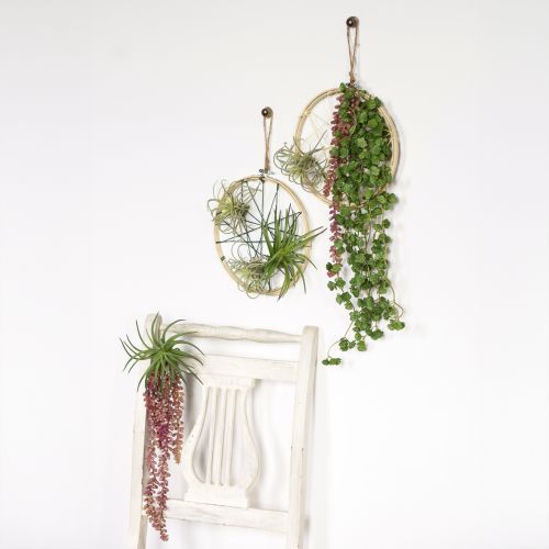Artikel Sedum 'Rubin' hangplant – decoratieve, onderhoudsvriendelijke vetplant 43cm 3st.