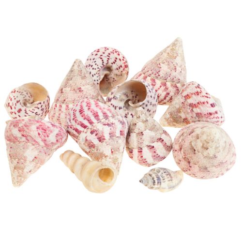 Floristik24 Maritieme decoratie slakkenhuizen decoratie roze Trochus Maculatus 1100gr