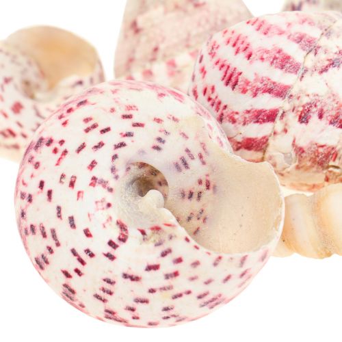 Floristik24 Maritieme decoratie slakkenhuizen decoratie roze Trochus Maculatus 1100gr