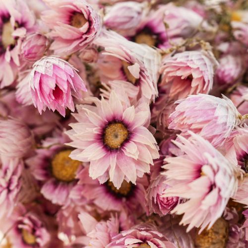 Floristik24 Strobloemen gedroogde bloemen wit roze 20-35cm bos 40g