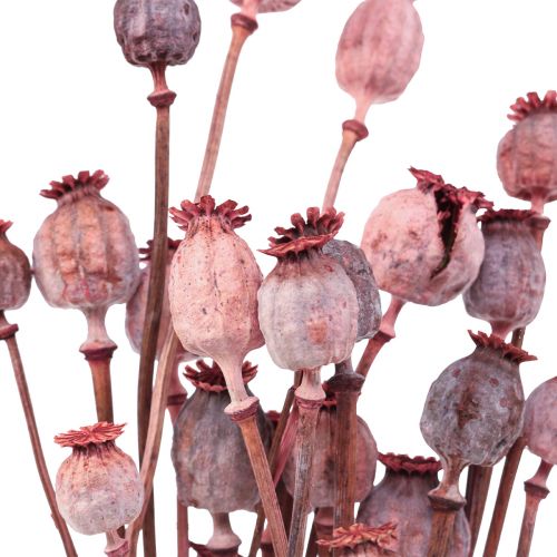 Floristik24 Droogbloemen Gedroogde Poppy Caps Deco Rood 80g