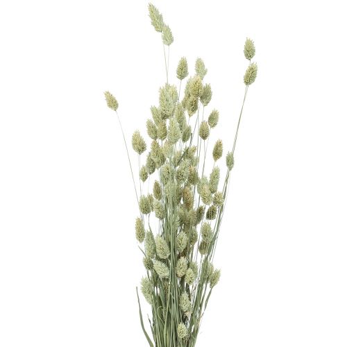 Gedroogde grassen Phalaris gedroogd droog floristisch natuur 55cm 80g