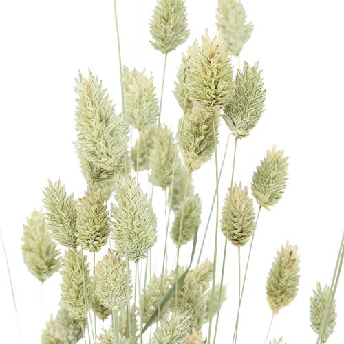 Floristik24 Gedroogde grassen Phalaris gedroogd droog floristisch natuur 55cm 80g