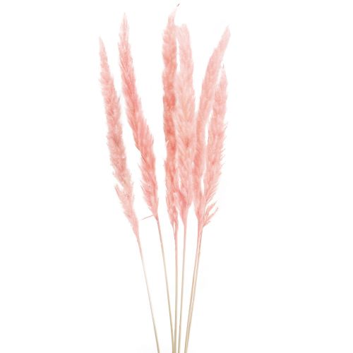 Floristik24 Pampasgras decoratie, pampasgras gedroogd pampasgras roze 72cm 6 st