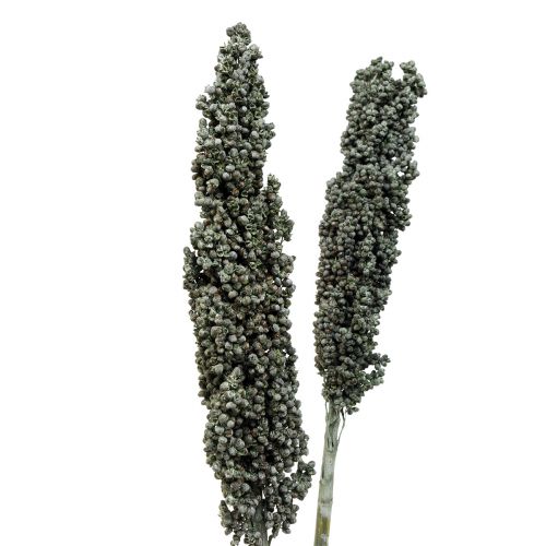 Artikel Droogbloemen sorghum gierst blauw-groene droogbloemen 72cm 3st