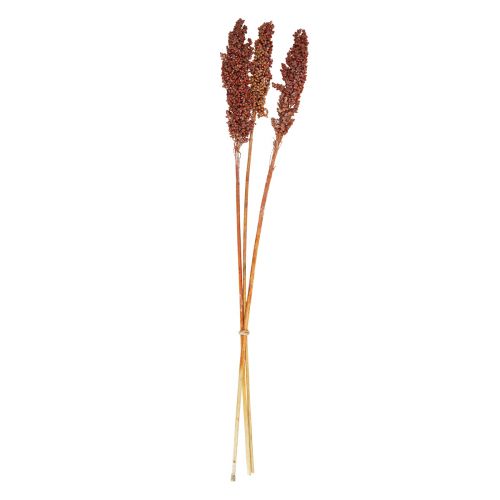 Droogbloemen Sorghum Gierst Oranje Droogbloemen 70cm 3st