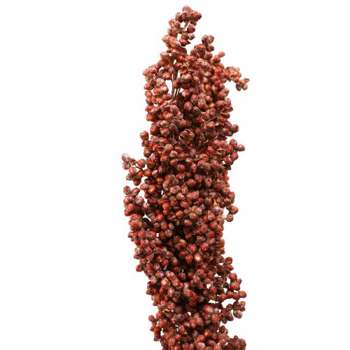 Floristik24 Droogbloemen Sorghum Gierst Oranje Droogbloemen 70cm 3st