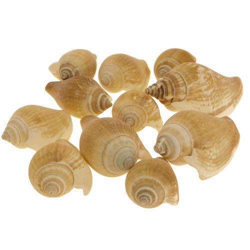 Floristik24 Slakkenhuisjes Deco Zeeslak Bruin Wit 3.5-5cm 250g