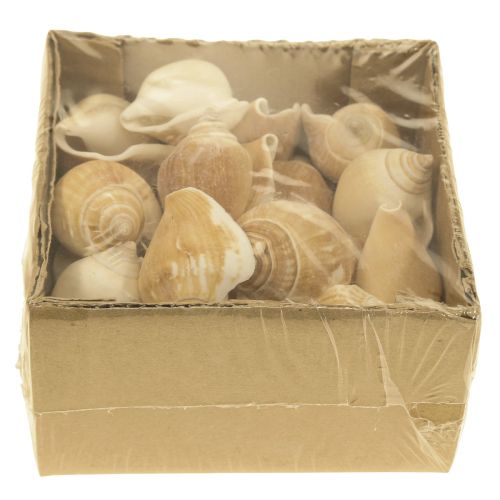 Floristik24 Slakkenhuisjes Deco Zeeslak Bruin Wit 3.5-5cm 250g