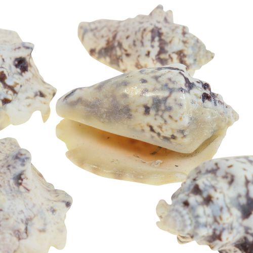 Floristik24 Slakkenhuizen deco zeeslakken naturel 5,5-7,5cm 250g