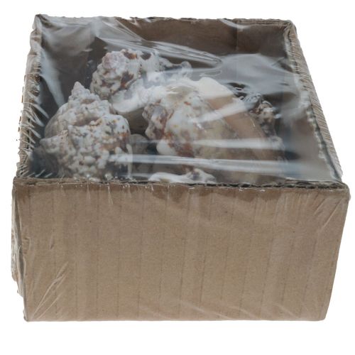 Floristik24 Slakkenhuizen deco zeeslakken naturel 5,5-7,5cm 250g