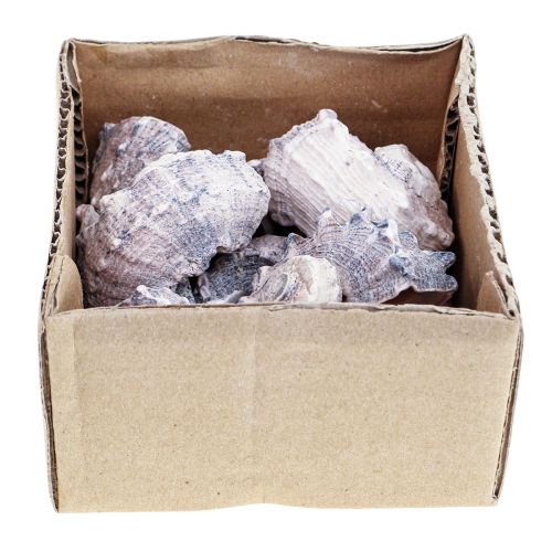 Floristik24 Slakkenhuisjes Deco Zeeslakken Paars Wit 3-6cm 250g