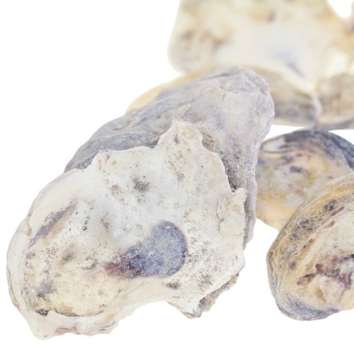 Floristik24 Oesterschelpen deco schelpen decoratie naturel 2-6cm 250g