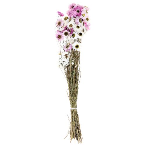 Floristik24 Droogbloemen Wit Roze Strobloemen 40-45cm 30g