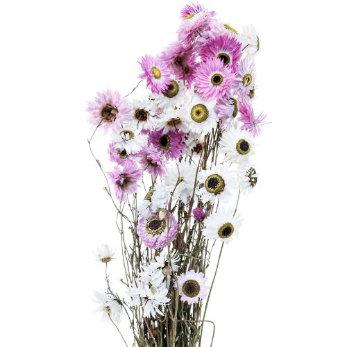 Artikel Droogbloemen Wit Roze Strobloemen 40-45cm 30g