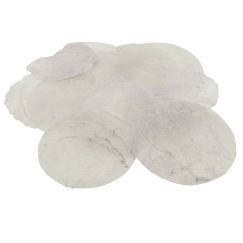 Floristik24 Capiz schelpen parelmoer schijven maritieme decoratie Ø7cm 600g