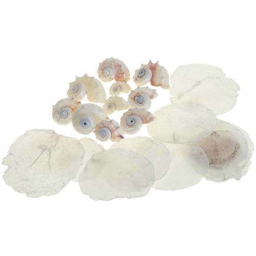 Floristik24 Capiz Mosselen Slakkenhuis Deco Maritiem Wit Roze 600g