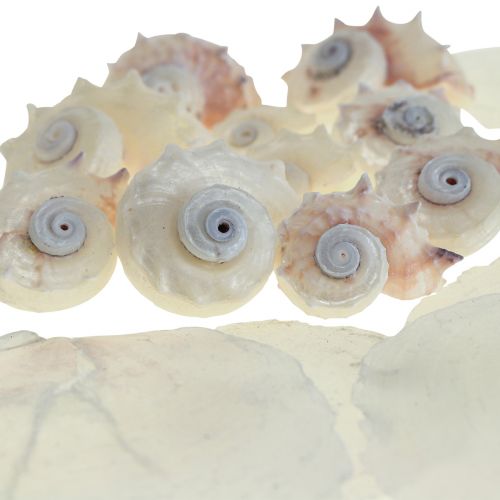 Floristik24 Capiz Mosselen Slakkenhuis Deco Maritiem Wit Roze 600g