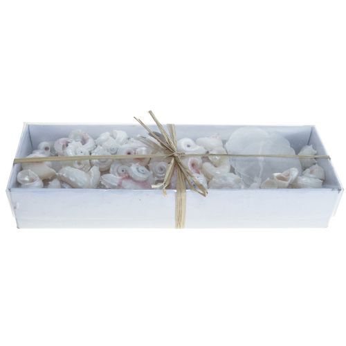 Floristik24 Capiz Mosselen Slakkenhuis Deco Maritiem Wit Roze 600g