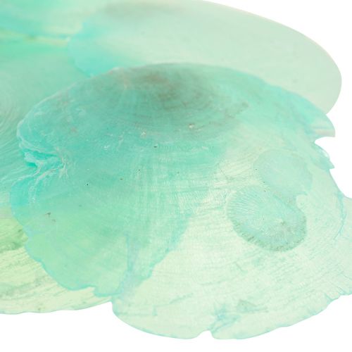 Floristik24 Capiz schelpen, capiz schijven, parelmoer schijven turkoois 6,5–9,5 cm 650g
